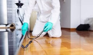 أفضل خدمات مكافحة الحشرات في الدمام لحياة خالية من الآفات!