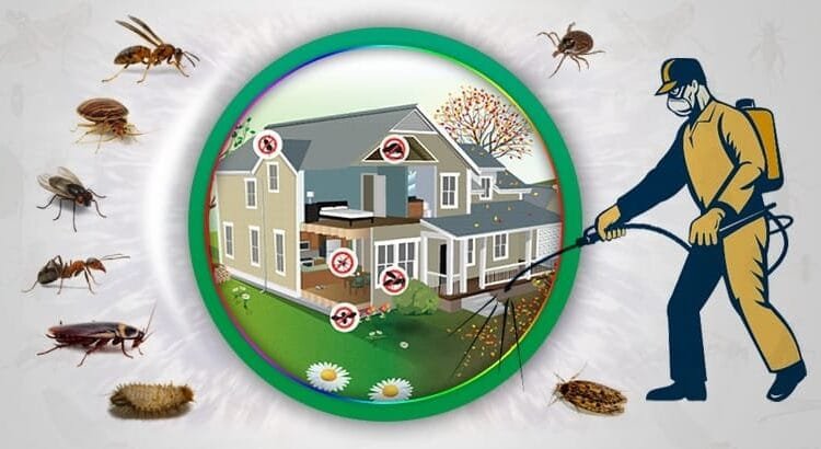 كيف تتعامل شركة مكافحة الحشرات مع المشكلات البيئية في مكة؟