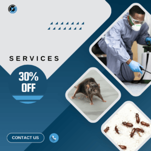 كيف تحمي منزلك بفعالية باستخدام خدمات شركة مكافحة الحشرات في مكة؟