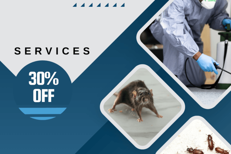 دور شركات مكافحة الحشرات في الحفاظ على صحة السكان بالدمام