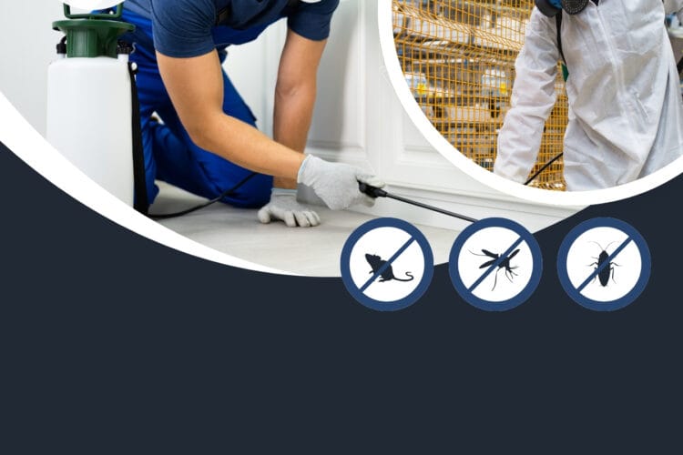دور شركات مكافحة الحشرات في الحفاظ على البيئة في جدة