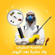 كيف تختار أفضل شركة متخصصة في مكافحة الحشرات بالطائف؟