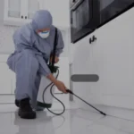 شركة مكافحة القوارض بالطائف